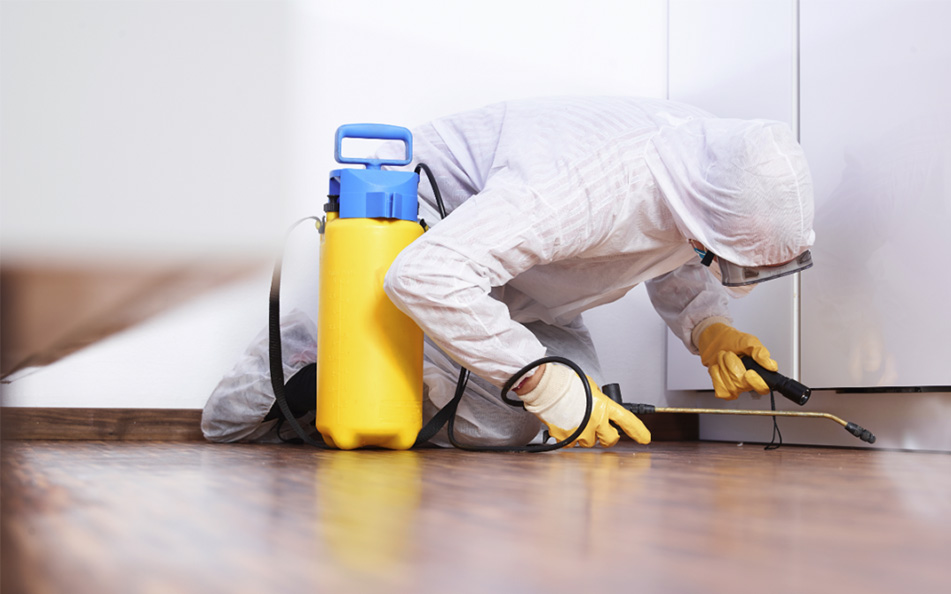professional pest control services in Charleston