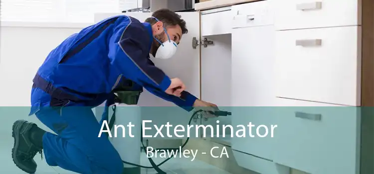 Ant Exterminator Brawley - CA