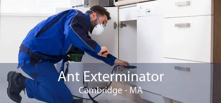 Ant Exterminator Cambridge - MA