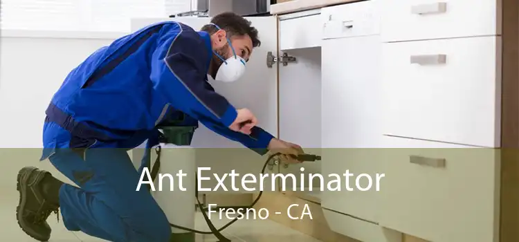 Ant Exterminator Fresno - CA