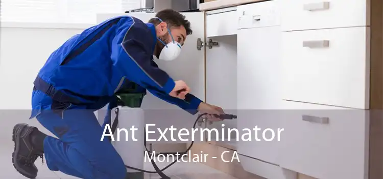 Ant Exterminator Montclair - CA