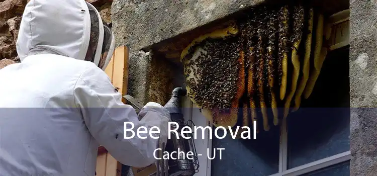 Bee Removal Cache - UT