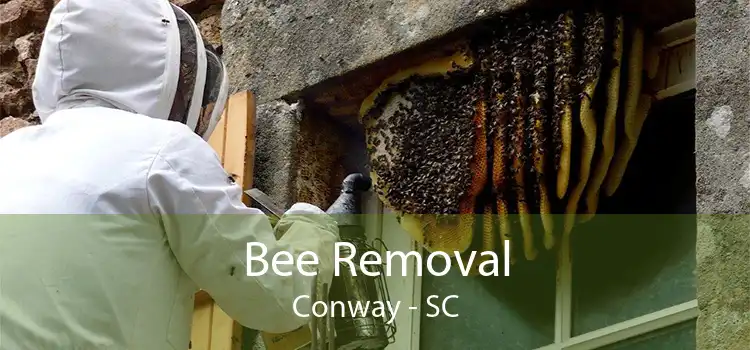 Bee Removal Conway - SC