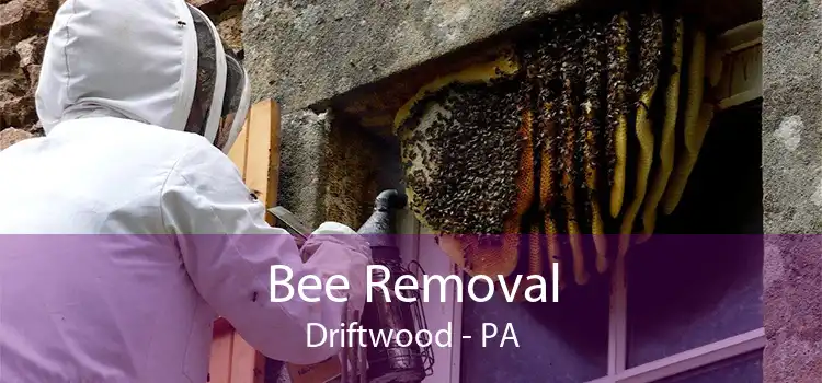 Bee Removal Driftwood - PA