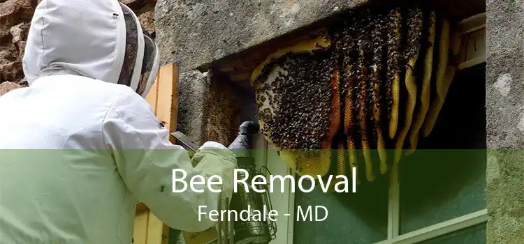 Bee Removal Ferndale - MD