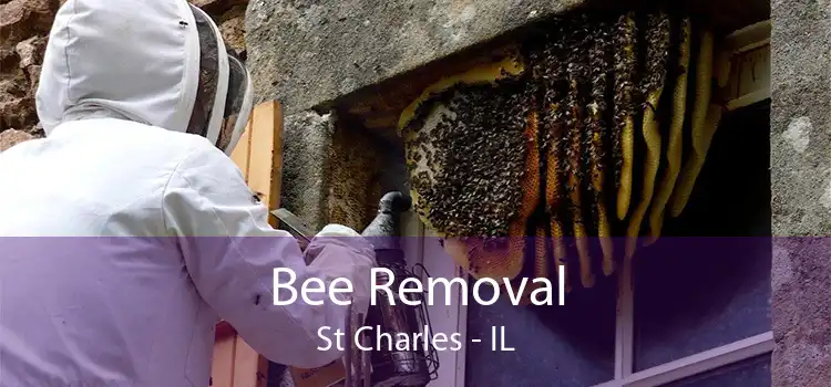 Bee Removal St Charles - IL