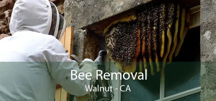 Bee Removal Walnut - CA