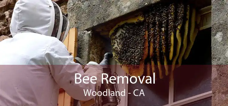 Bee Removal Woodland - CA