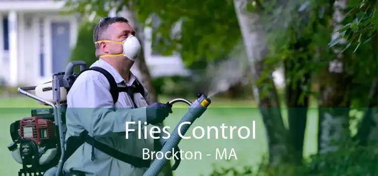 Flies Control Brockton - MA