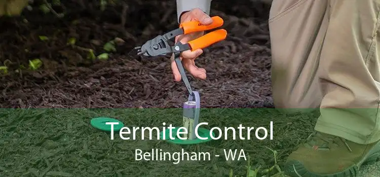 Termite Control Bellingham - WA