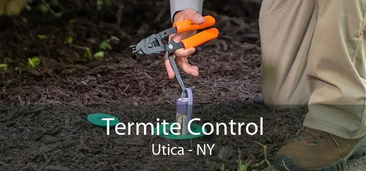 Termite Control Utica - NY