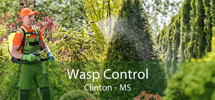 Wasp Control Clinton - MS