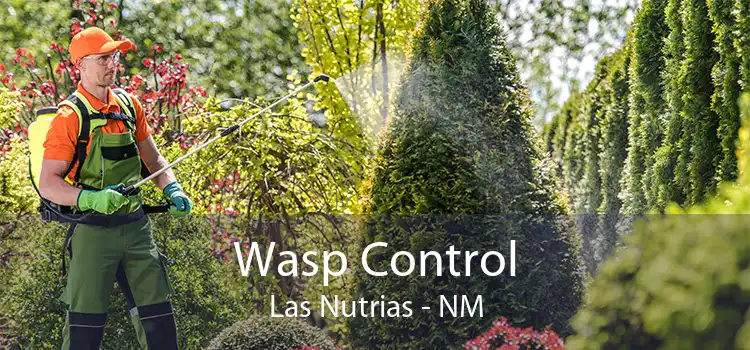 Wasp Control Las Nutrias - NM