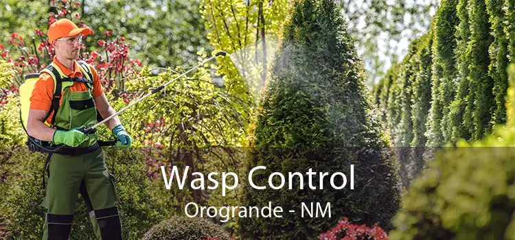 Wasp Control Orogrande - NM